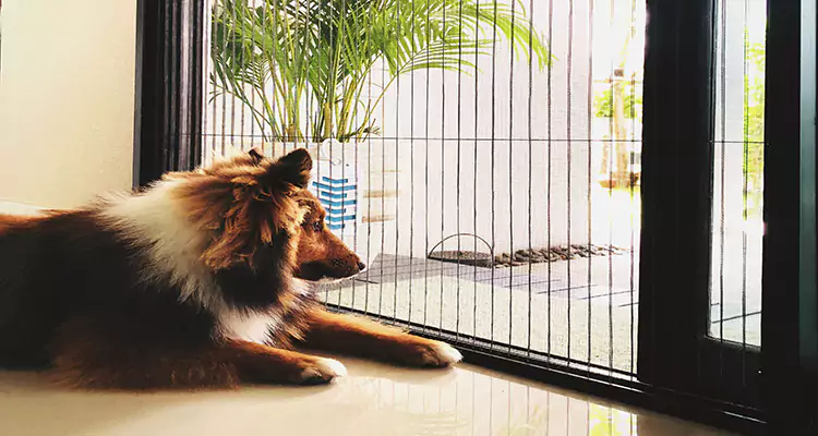 Sliding Screen Pet Door Repair in Town 'n' Country, FL