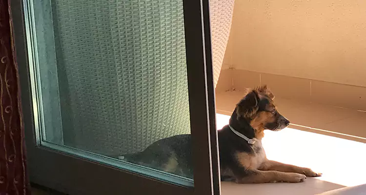 French Door Pet Screen Repair in Town 'n' Country, FL